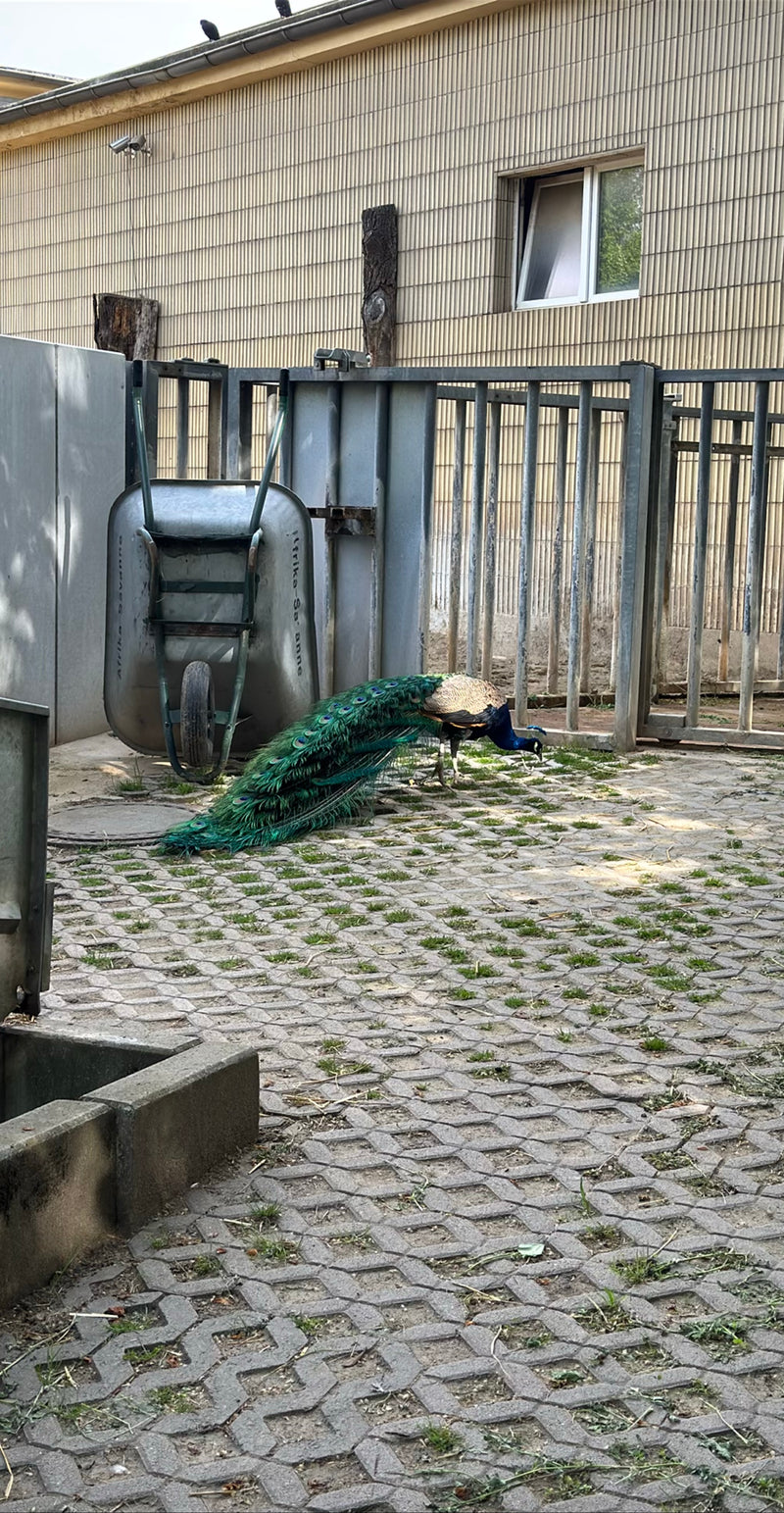 Blauer Pfau — Bild 2