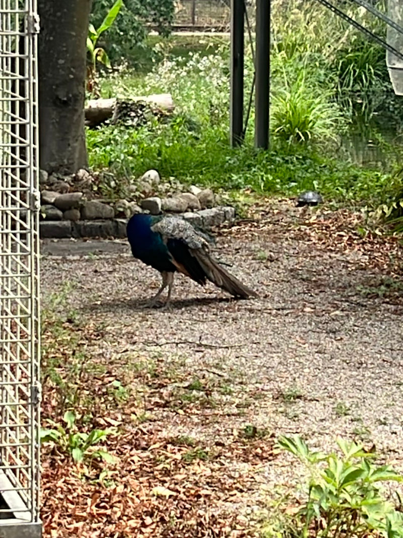 Ein Blauer Pfau steht auf einem schottrigen Weg und widmet sich der Gefiederpflege. Im Hintergrund sind Grünanlagen und ein Zaun zu sehen.