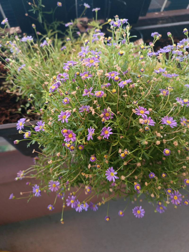 Blaues Gänseblümchen — Bild 2