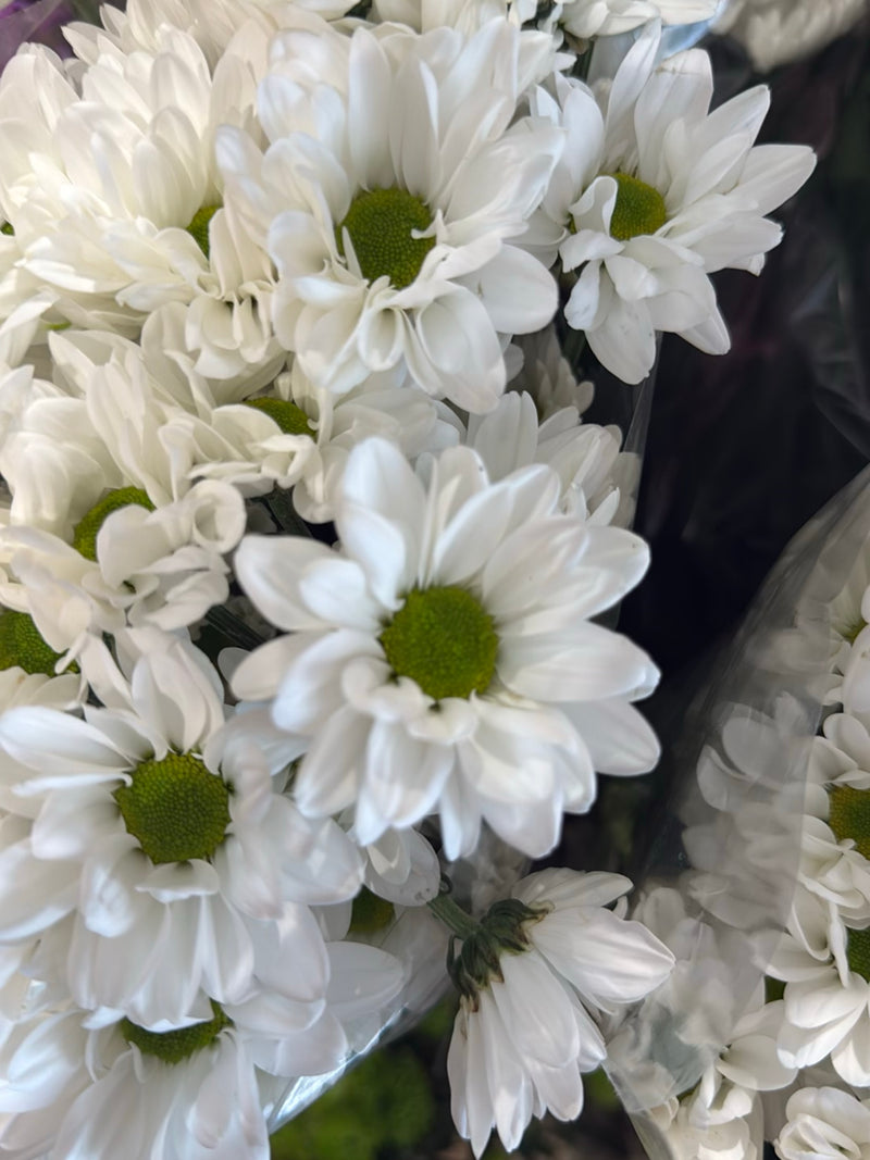 Blaues Gänseblümchen — Bild 4