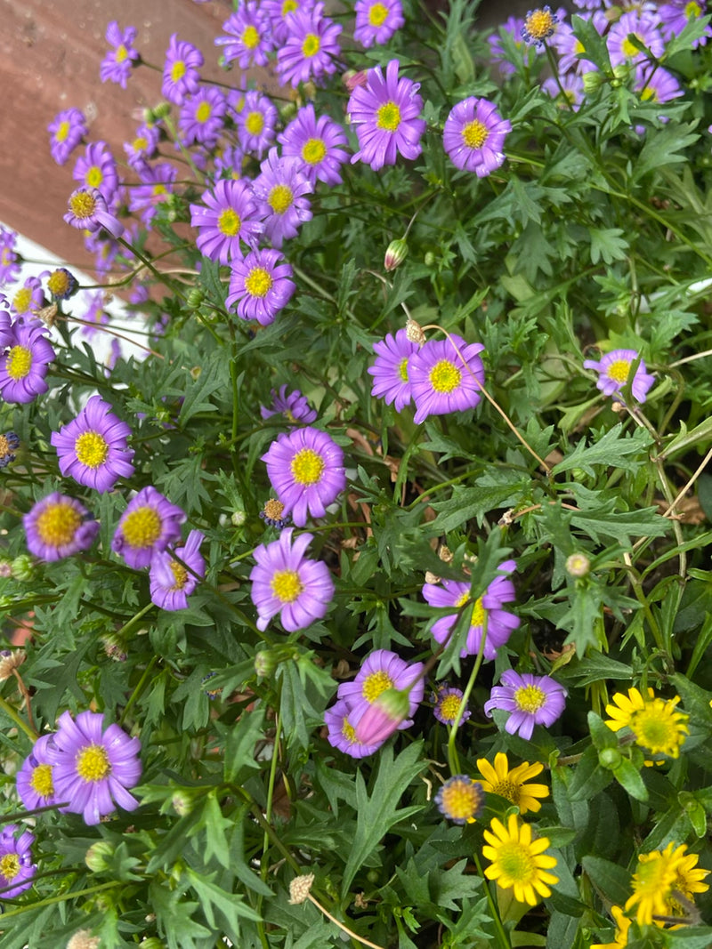 Blaues Gänseblümchen — Bild 1