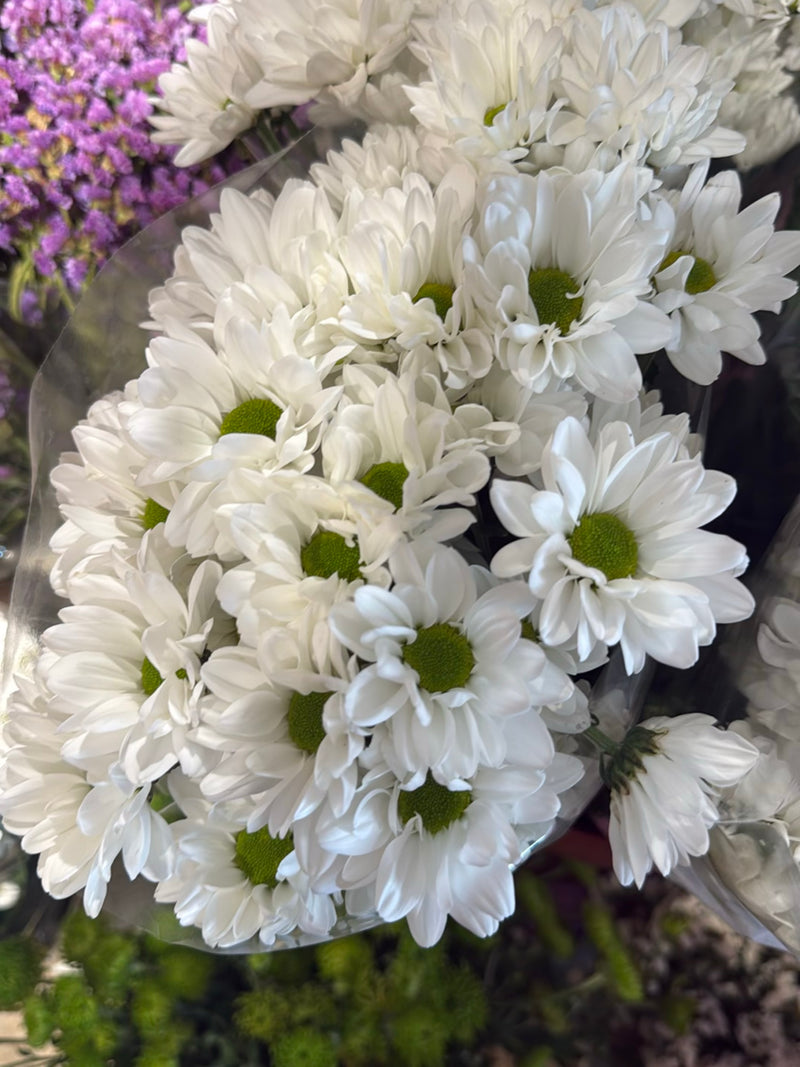 Blaues Gänseblümchen — Bild 3