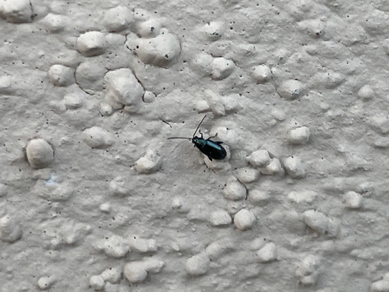 Blaues Getreidehähnchen — Bild 2