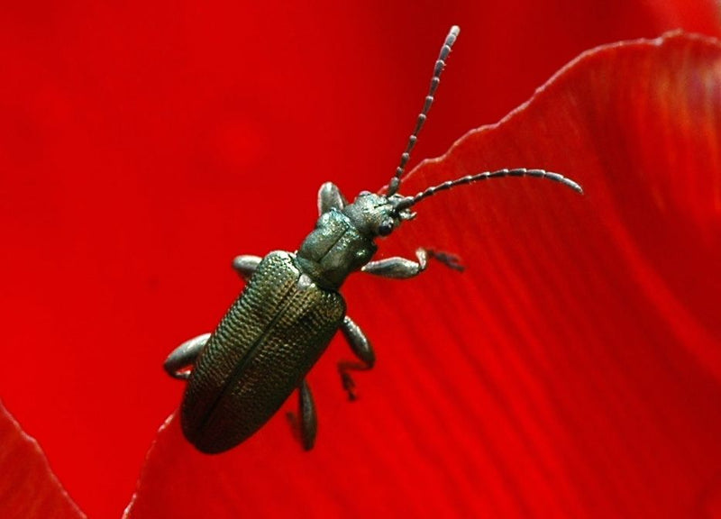 Blaues Getreidehähnchen — Bild 3
