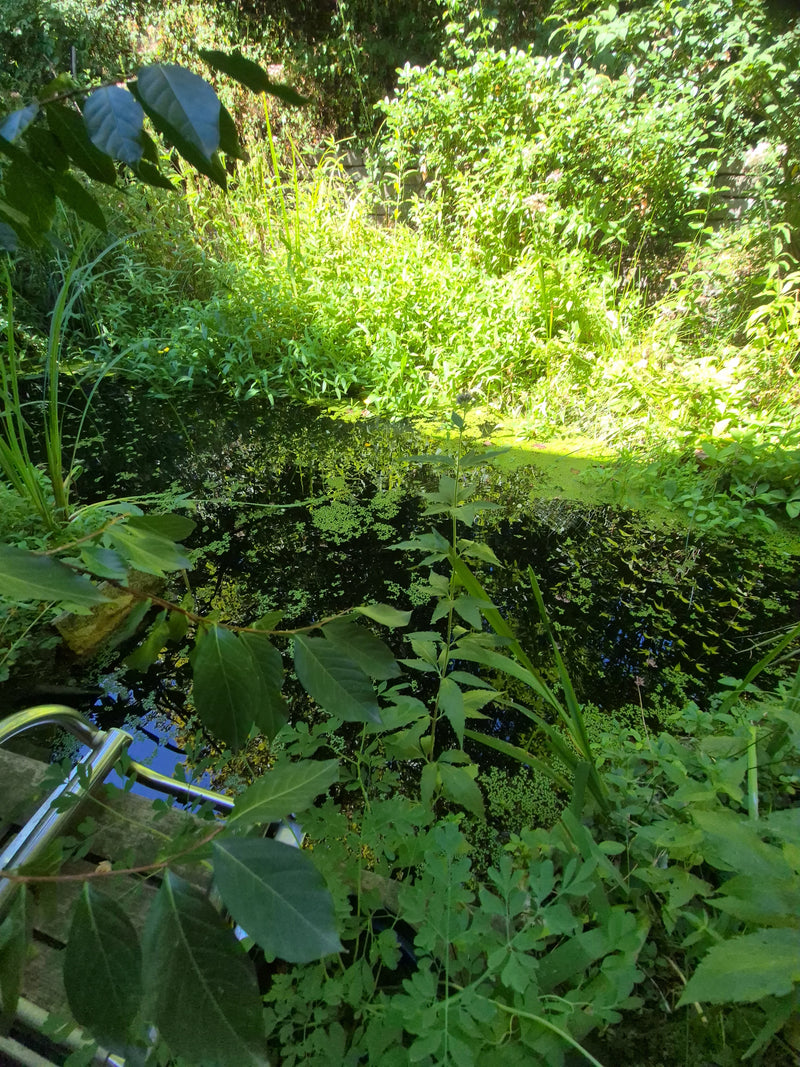 Blauflügel-Prachtlibelle — Bild 3