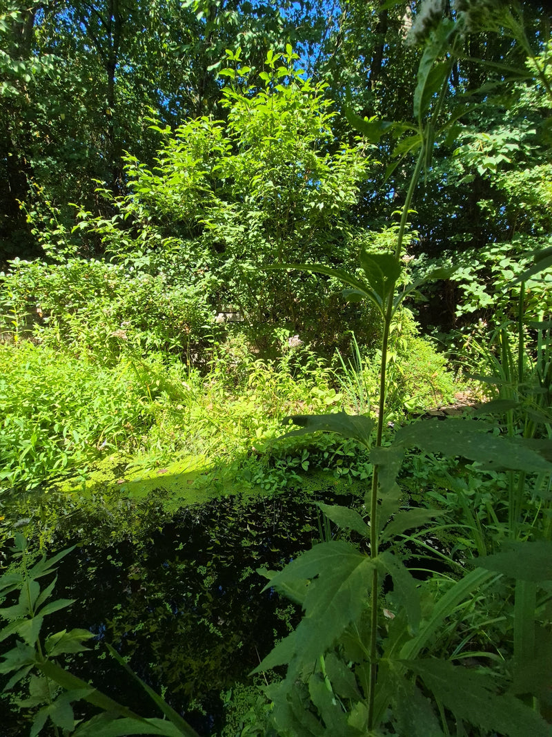 Blauflügel-Prachtlibelle — Bild 2