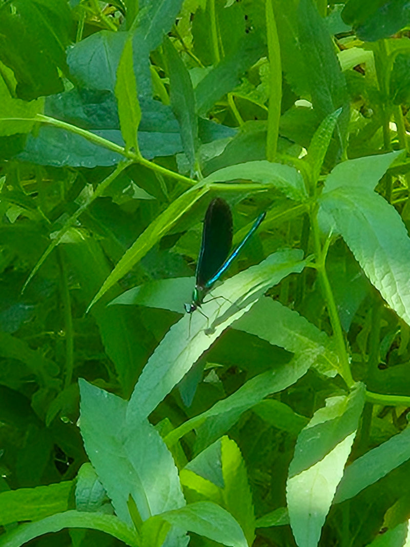Blauflügel-Prachtlibelle — Bild 5