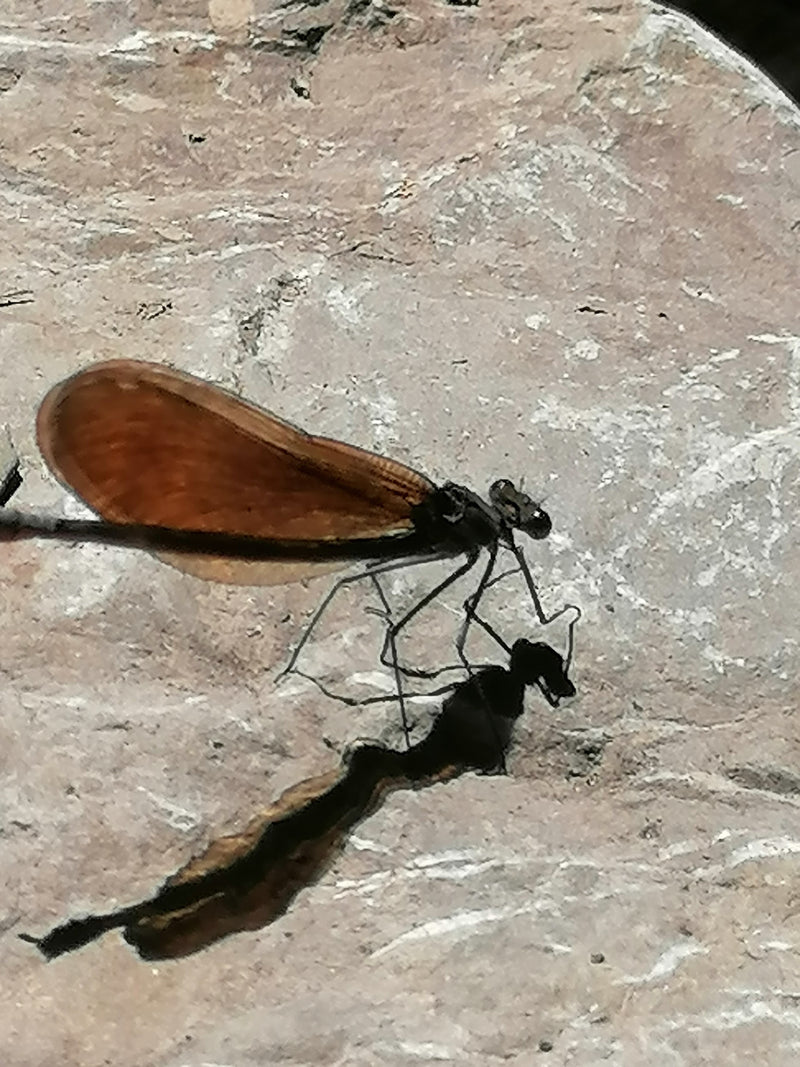 Blauflügel-Prachtlibelle — Bild 4