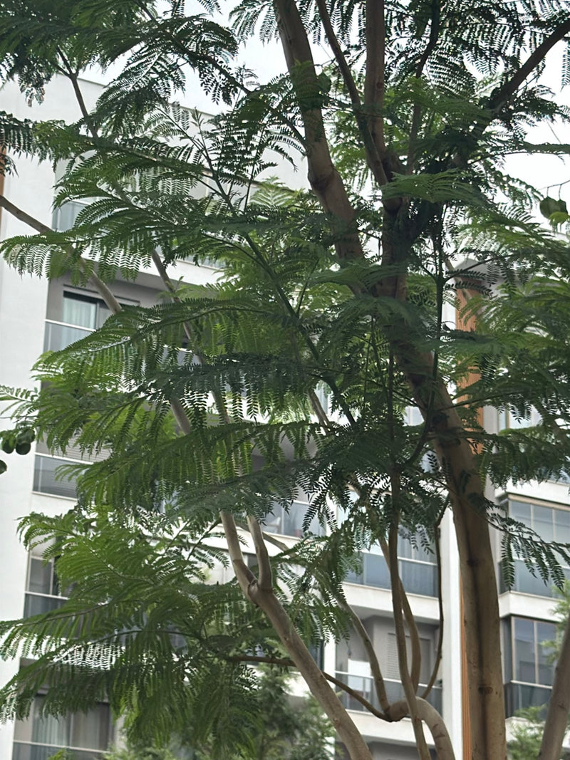 Blauglockenbaum — Bild 1