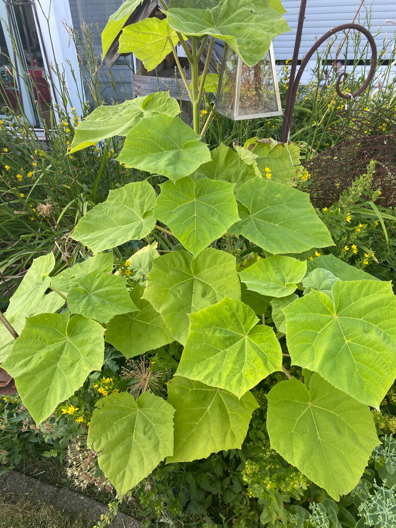 Paulownia — Bild 4