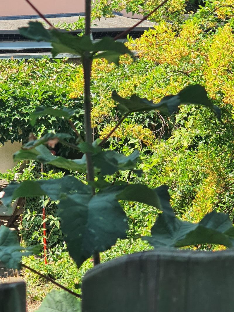 Paulownia — Bild 1