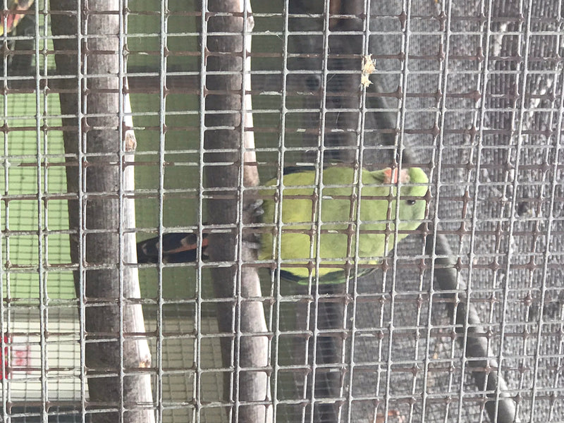 Blaukopf-Halsbandsittich — Bild 1 von 14