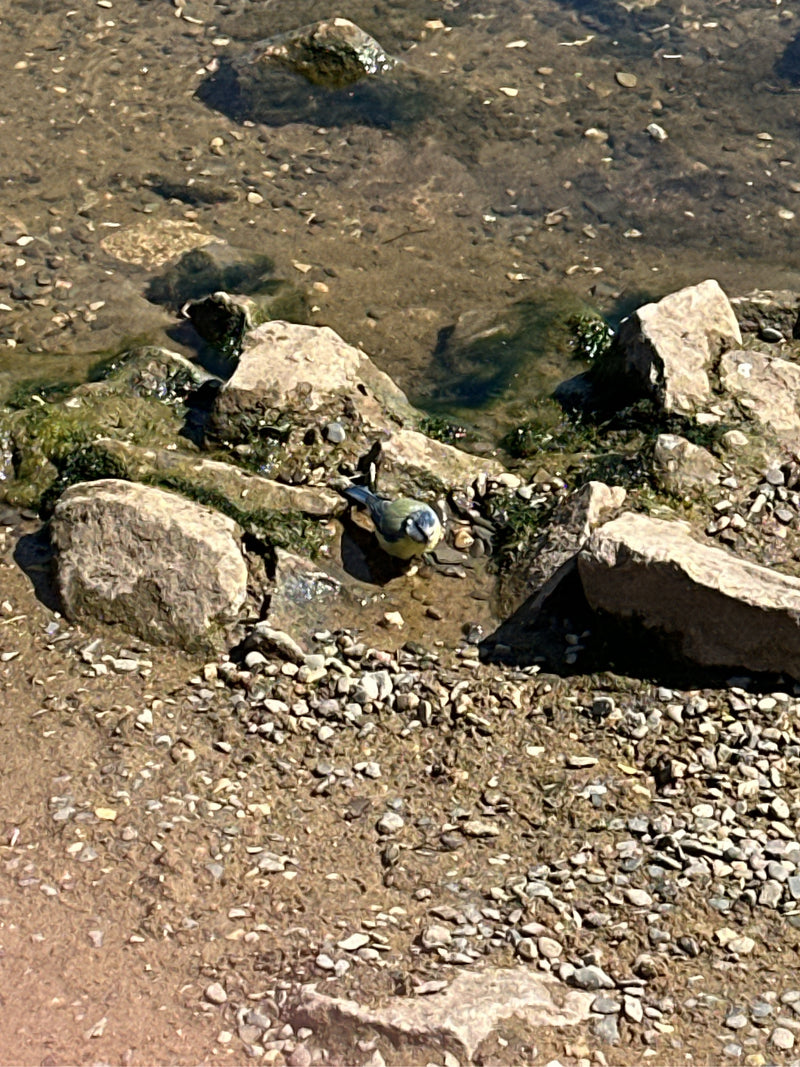 Blaumeise — Bild 1