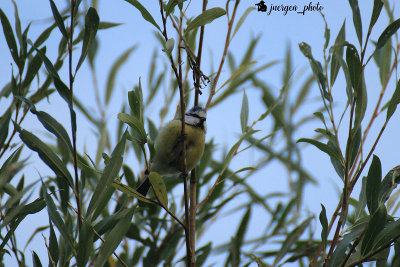 Blaumeise — Bild 4