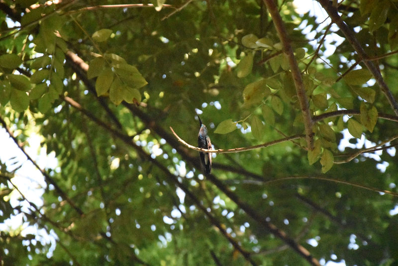 Blauschwanz-Schimmerkolibri — Bild 1 von 1