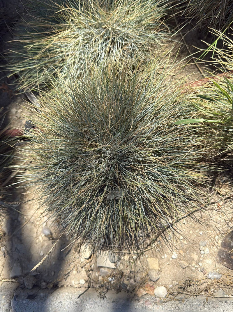 Blauschwingel — Bild 2