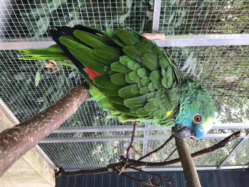 Blaustirnamazone — Bild 1 von 1