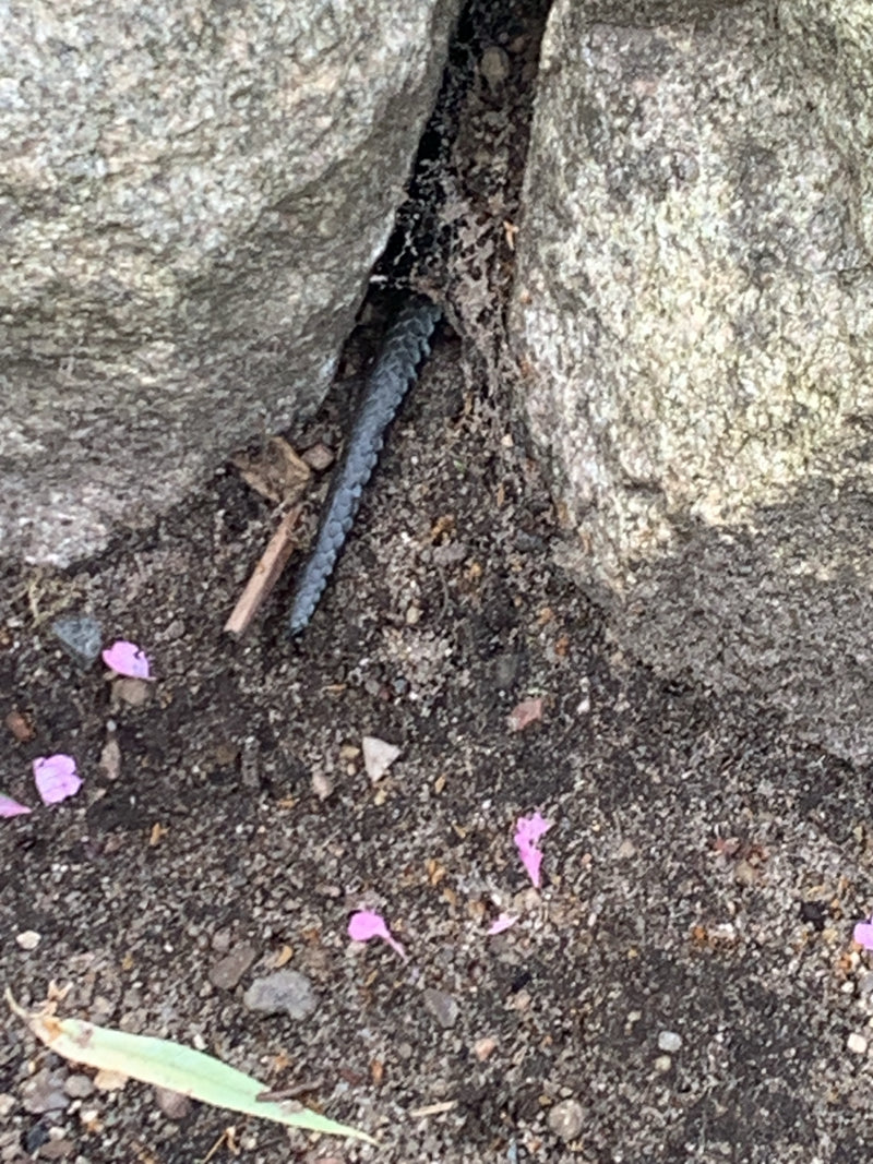 Blindschleiche — Bild 3