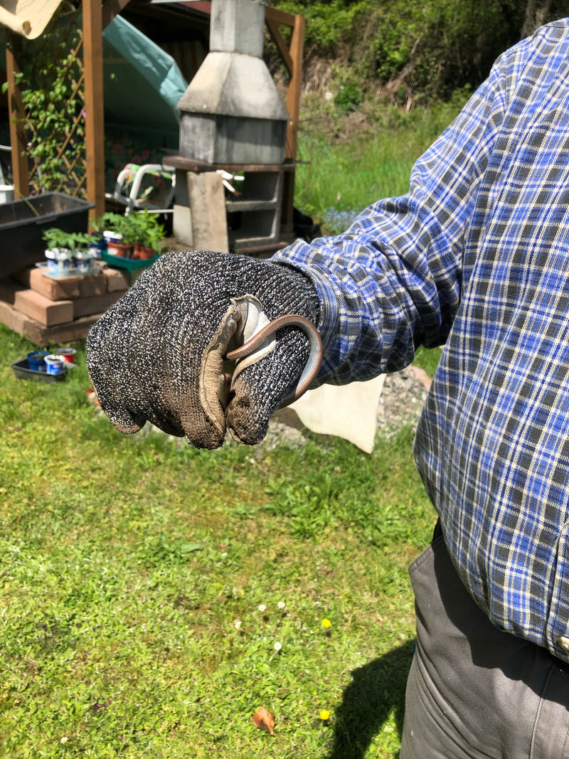 Blindschleiche — Bild 4