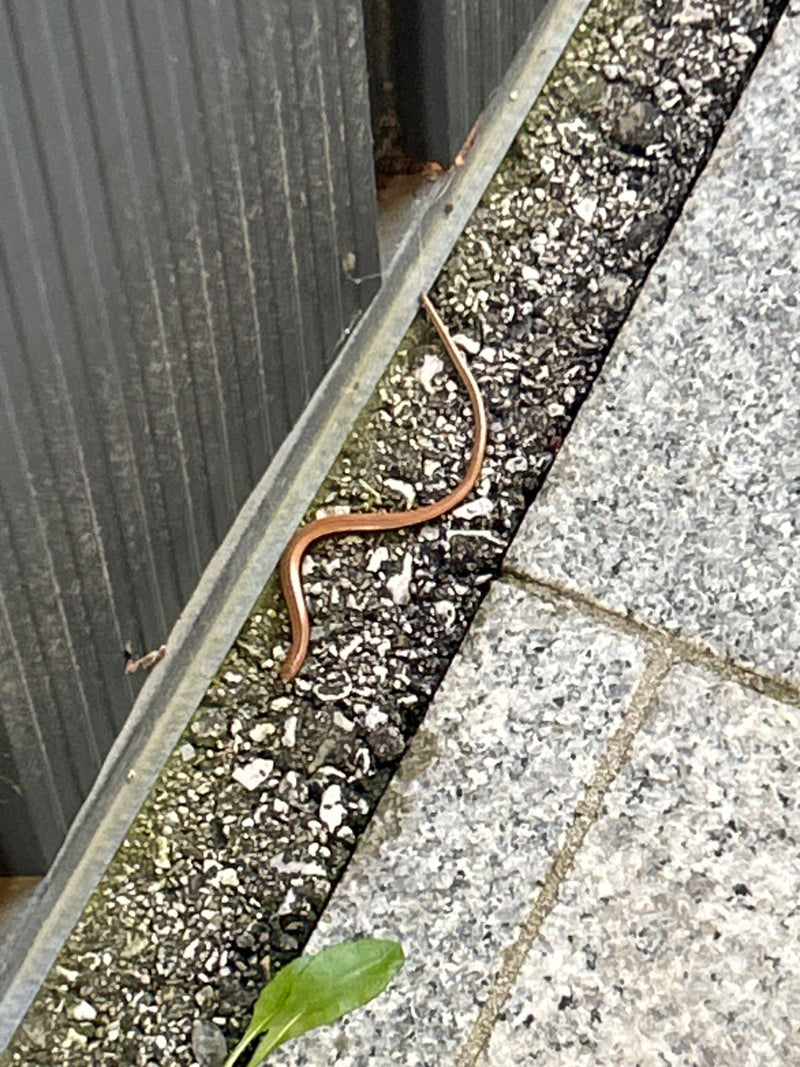 Blindschleiche — Bild 1 von 13