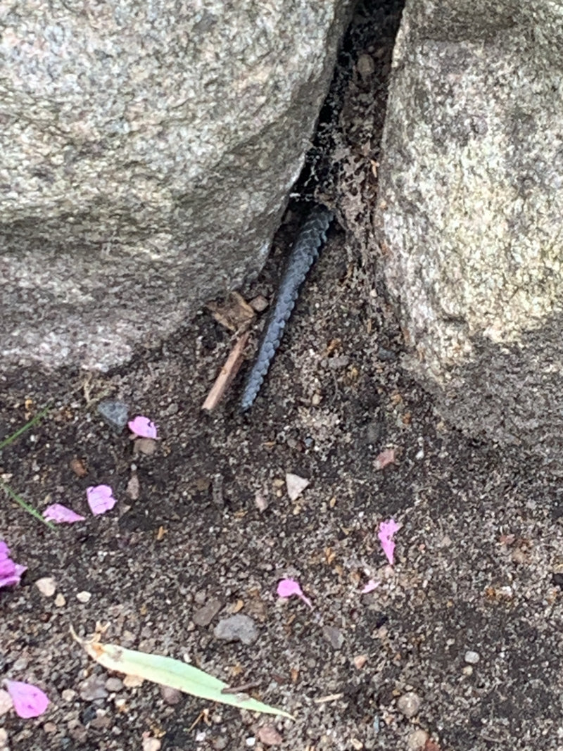 Blindschleiche — Bild 2