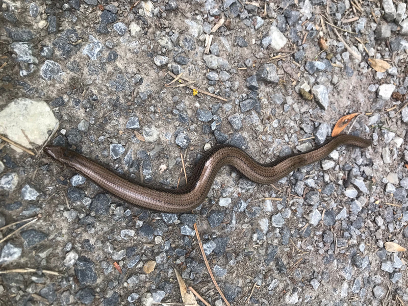 Blindschleiche — Bild 5