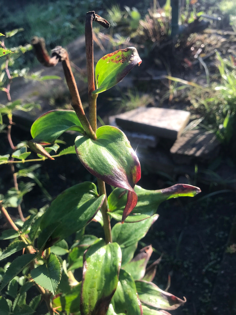 Auf dem Bild ist der aufrechte Stängel mit den typischen, leicht fleischigen Blättern der Blossfelds Dreimasterblume zu sehen. Die Pflanze steht im Freien in...