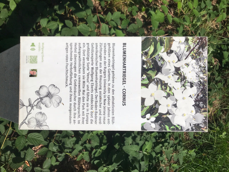 Blumen-Hartriegel — Bild 1 von 2
