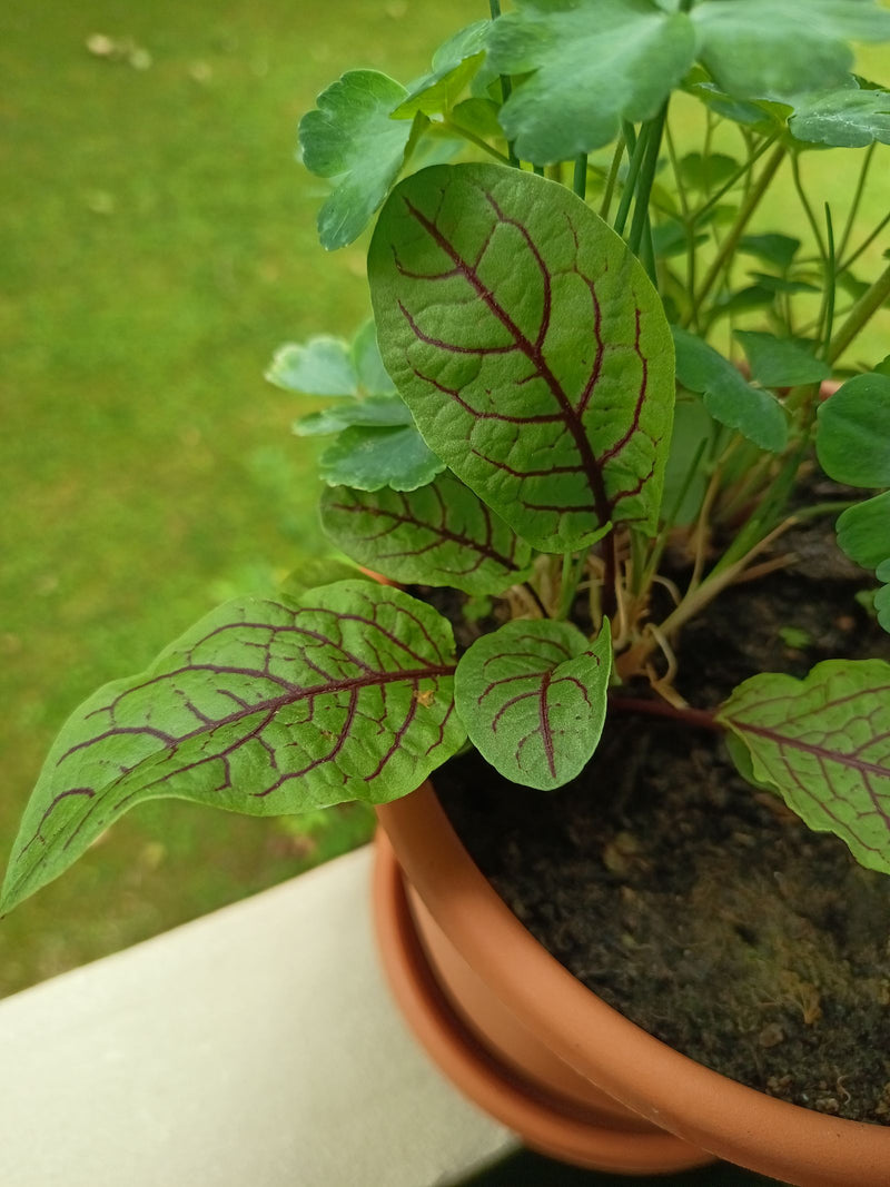 Auf dem Bild ist eine junge Pflanze des Blutampfers mit charakteristischen roten Blattadern zu sehen, die in einem Ton-Blumentopf wächst.