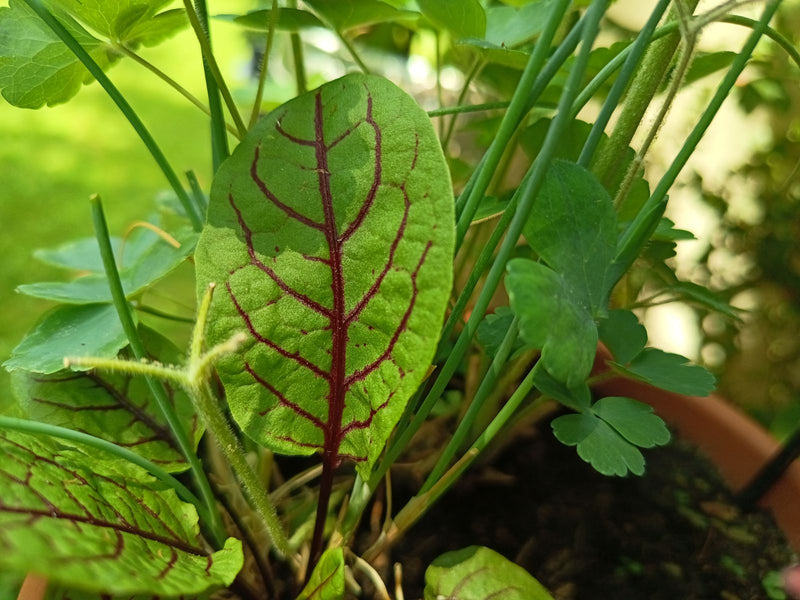 Das Bild zeigt ein frisch grünes Blatt des Blutampfers mit markanten, tiefroten Blattadern. Es wächst in einem Blumentopf umgeben von anderen Pflanzen.