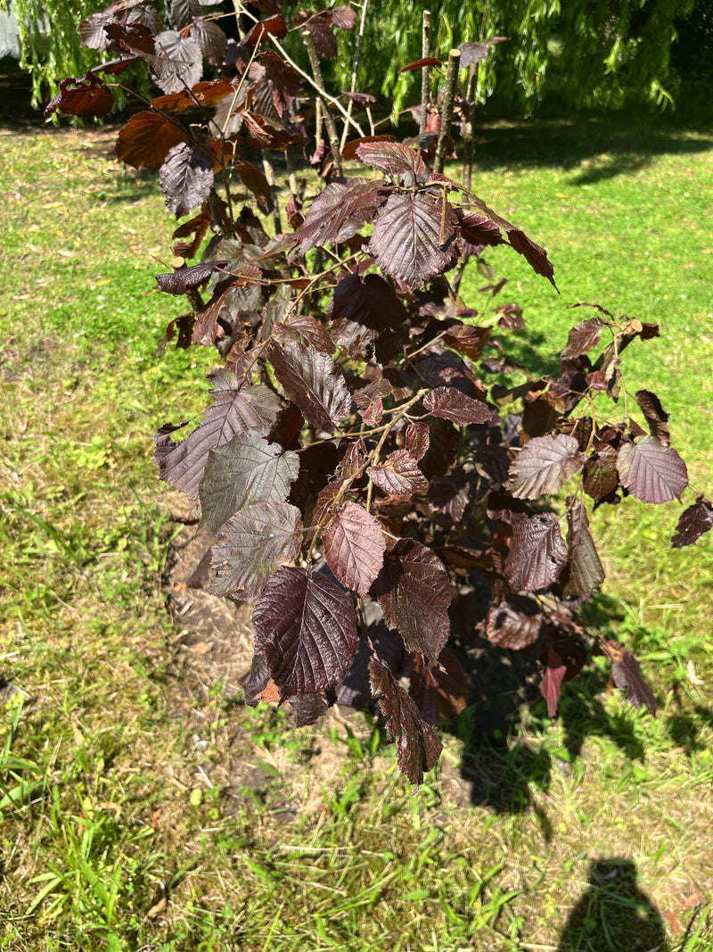 Haselnuss — Bild 4