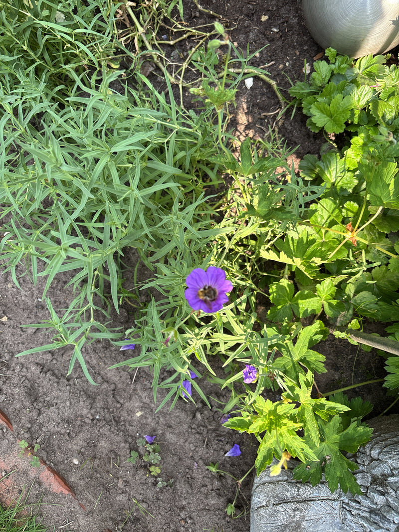 Auf dem Bild ist ein blühender Blutroter Storchschnabel mit charakteristischen violetten Blüten zu sehen. Die Pflanze wächst in einem Gartenbeet auf sandigem...