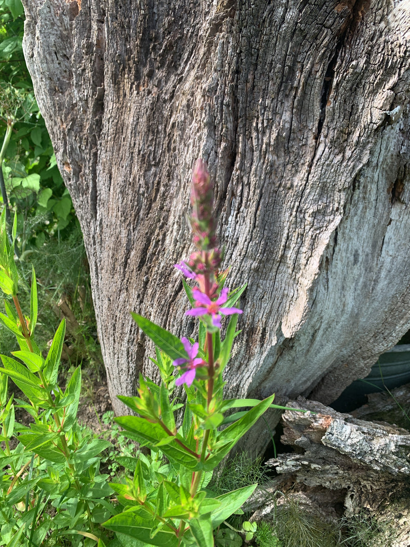 Blutweiderich — Bild 1