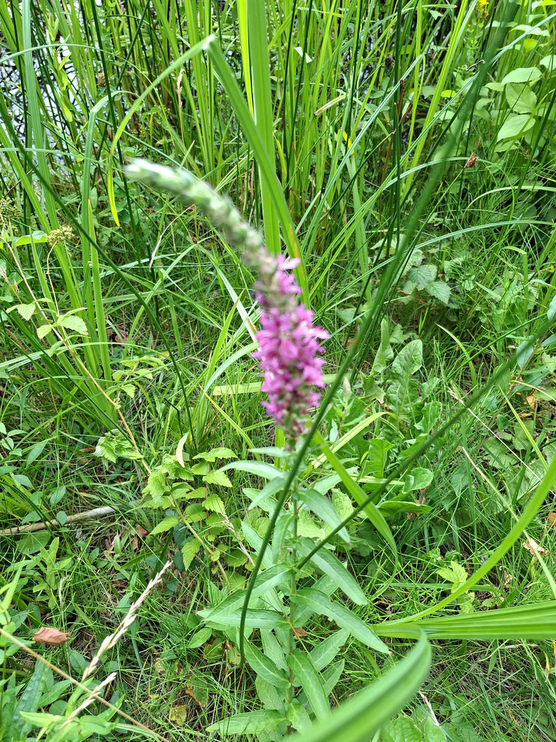 Blutweiderich — Bild 5