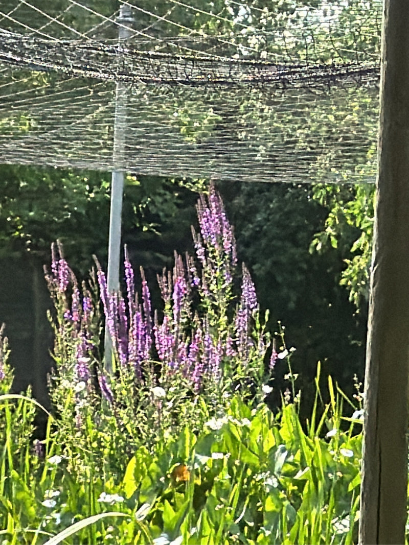 Blutweiderich — Bild 1