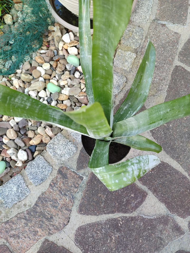 Bogenhanf — Bild 1