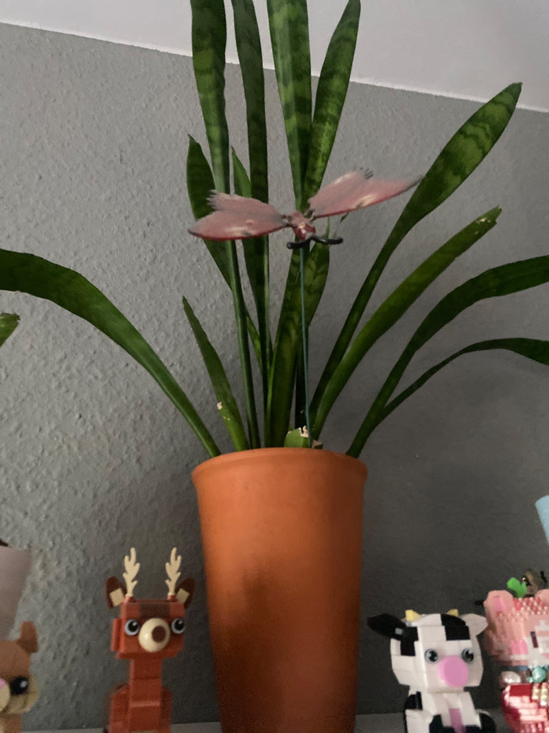 Bogenhanf — Bild 5