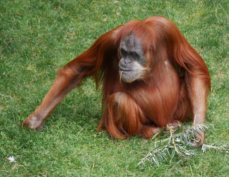 Borneo-Orang-Utan — Bild 1