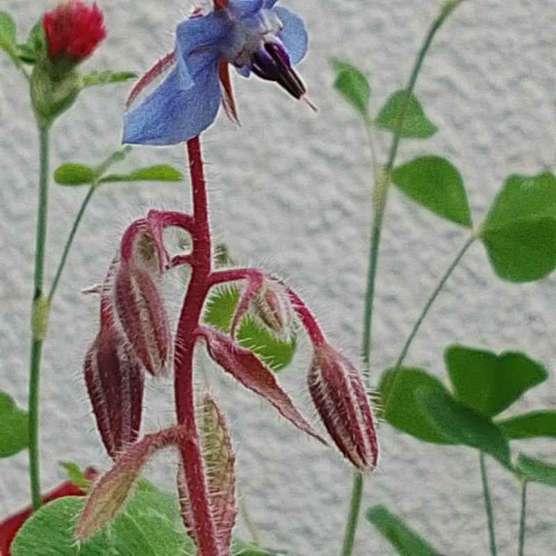 Borretsch — Bild 4