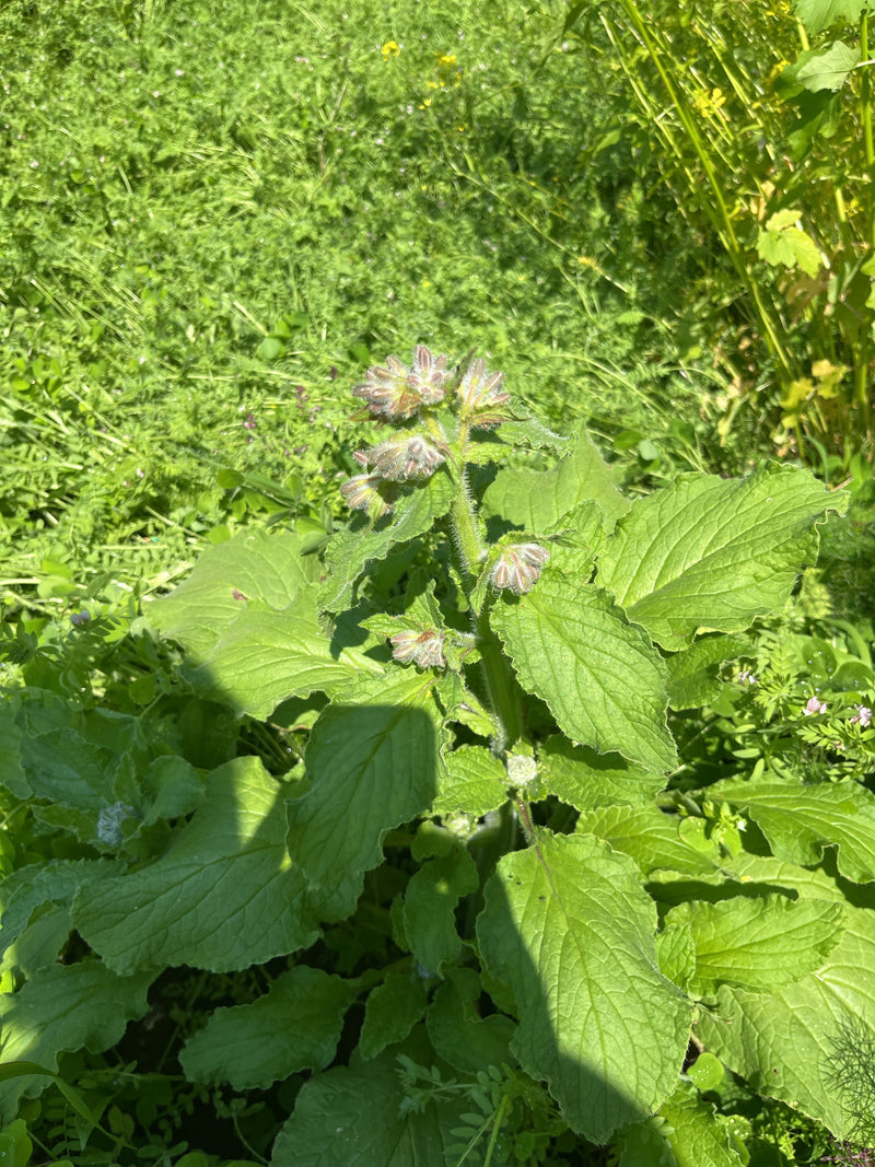 Borretsch — Bild 2