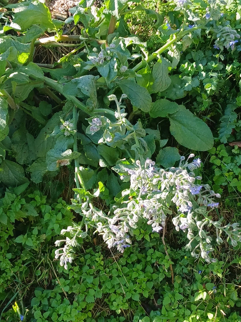 Eine blühende Borretsch-Pflanze mit behaarten Blättern und Knospen wächst zwischen bodennaher Vegetation.