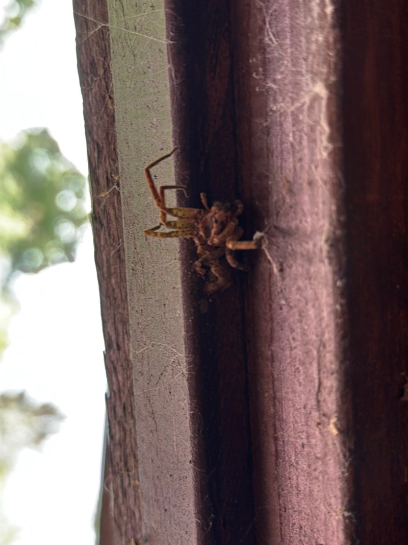 Brückenspinne — Bild 2