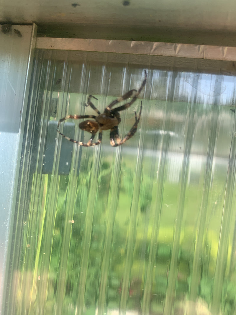 Brückenspinne — Bild 3