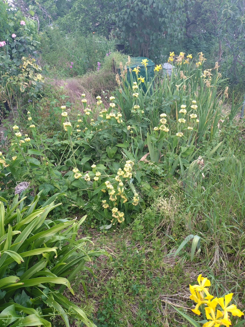 Brandkraut — Bild 3