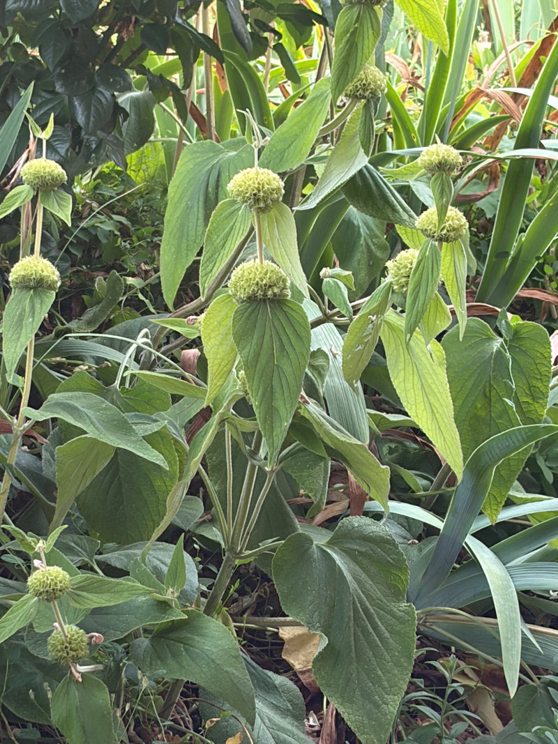 Brandkraut — Bild 3