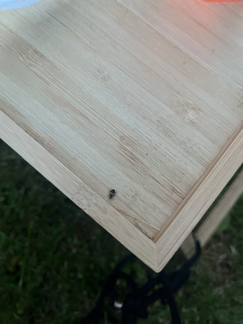Braunbandschabe — Bild 5