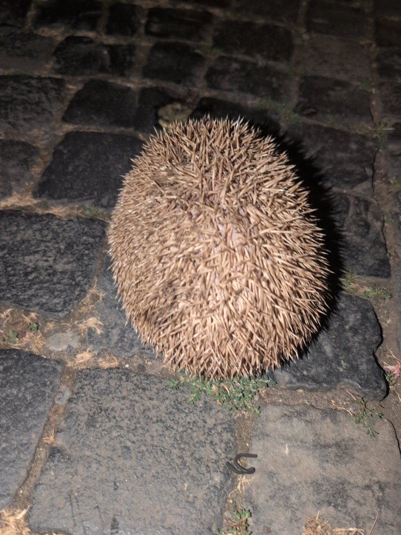 Braunbrust- oder Westigel — Bild 3