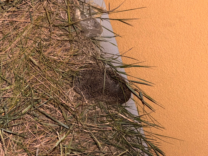 Braunbrust- oder Westigel — Bild 2