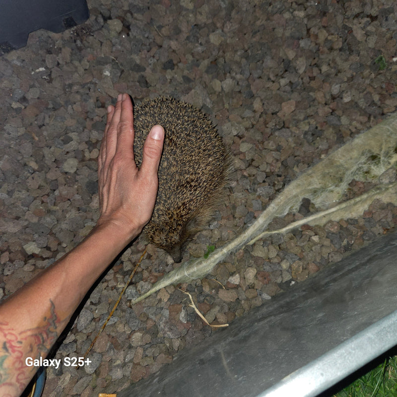 Braunbrust- oder Westigel — Bild 5