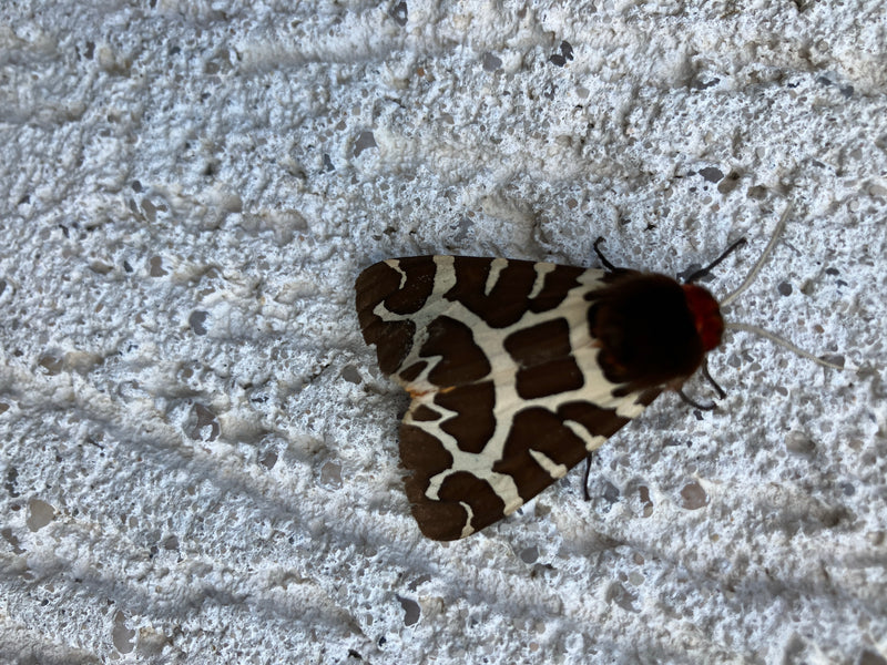 Brauner Bär — Bild 2